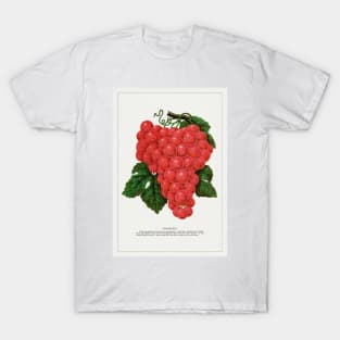 Vergennes grape lithograph (1900) T-Shirt